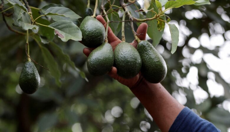 EU pide “implementación rigurosa” de plan de certificación de aguacate de México