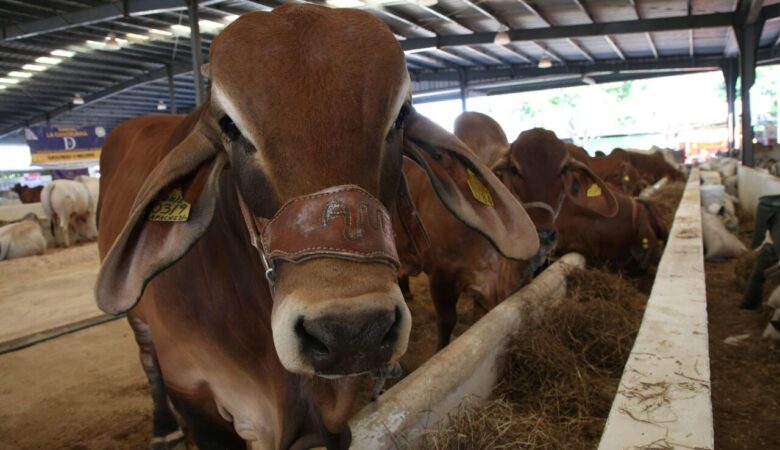 Además de petróleo, Tabasco y Campeche buscarán producir leche, carne y arroz